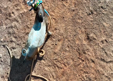 Aerial Slow Motion View of Jallikattu Event Traditional Tamil Bull Taming Sport Tamil Nadu India