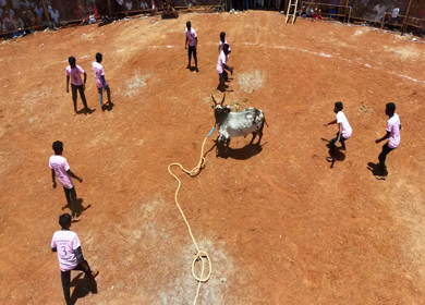 16th January 2026 : Aerial Slow Motion View of Jallikattu Event Traditional Tamil Bull Taming Sport Tamil Nadu India
