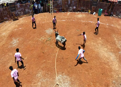 16th January 2026 : Aerial Slow Motion View of Jallikattu Event Traditional Tamil Bull Taming Sport Tamil Nadu India