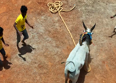 16th January 2026 : Aerial Slow Motion View of Jallikattu Event Traditional Tamil Bull Taming Sport Tamil Nadu India