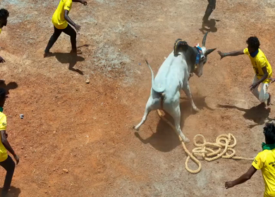 16th January 2026 : Aerial Slow Motion View of Jallikattu Event Traditional Tamil Bull Taming Sport Tamil Nadu India