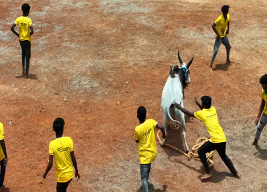 16th January 2026 : Aerial Slow Motion View of Jallikattu Event Traditional Tamil Bull Taming Sport Tamil Nadu India