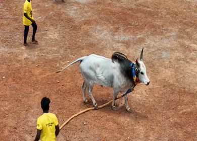 16th January 2026 : Aerial Slow Motion View of Jallikattu Event Traditional Tamil Bull Taming Sport Tamil Nadu India