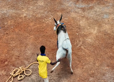 16th January 2026 : Aerial Slow Motion View of Jallikattu Event Traditional Tamil Bull Taming Sport Tamil Nadu India
