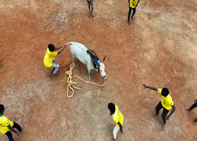16th January 2026 : Aerial Slow Motion View of Jallikattu Event Traditional Tamil Bull Taming Sport Tamil Nadu India