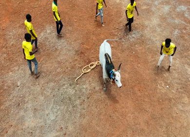 16th January 2026 : Aerial Slow Motion View of Jallikattu Event Traditional Tamil Bull Taming Sport Tamil Nadu India