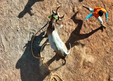 Aerial Slow Motion View of Jallikattu Event Traditional Tamil Bull Taming Sport Tamil Nadu India