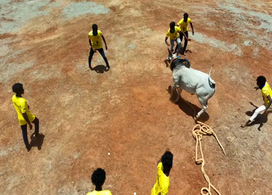 16th January 2026 : Aerial Slow Motion View of Jallikattu Event Traditional Tamil Bull Taming Sport Tamil Nadu India