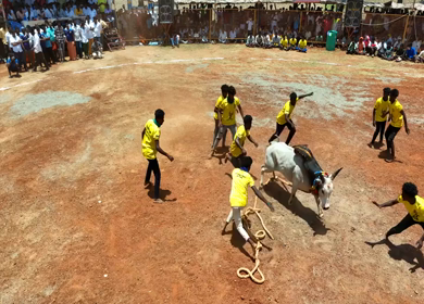16th January 2026 : Aerial Slow Motion View of Jallikattu Event Traditional Tamil Bull Taming Sport Tamil Nadu India
