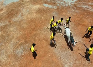 16th January 2026 : Aerial Slow Motion View of Jallikattu Event Traditional Tamil Bull Taming Sport Tamil Nadu India