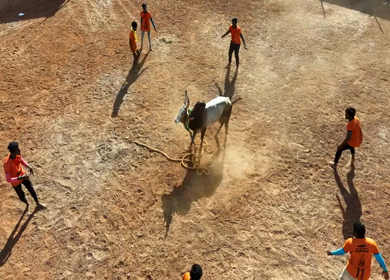 16th January 2026 : Aerial Slow Motion View of Jallikattu Event Traditional Tamil Bull Taming Sport Tamil Nadu India