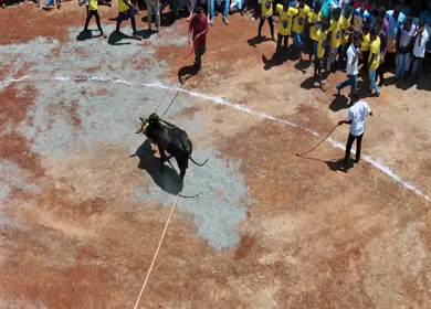 16th January 2026 : Aerial Slow Motion View of Jallikattu Event Traditional Tamil Bull Taming Sport Tamil Nadu India