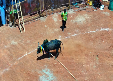 16th January 2026 : Aerial Slow Motion View of Jallikattu Event Traditional Tamil Bull Taming Sport Tamil Nadu India