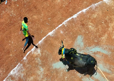 16th January 2026 : Aerial Slow Motion View of Jallikattu Event Traditional Tamil Bull Taming Sport Tamil Nadu India