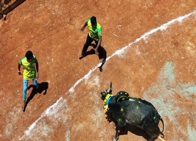 16th January 2026 : Aerial Slow Motion View of Jallikattu Event Traditional Tamil Bull Taming Sport Tamil Nadu India