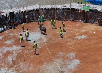 16th January 2026 : Aerial Slow Motion View of Jallikattu Event Traditional Tamil Bull Taming Sport Tamil Nadu India