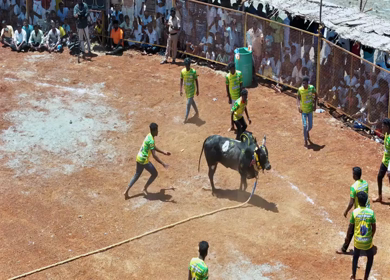 16th January 2026 : Aerial Slow Motion View of Jallikattu Event Traditional Tamil Bull Taming Sport Tamil Nadu India