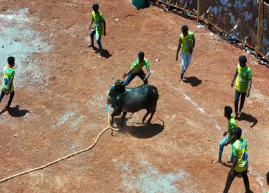 16th January 2026 : Aerial Slow Motion View of Jallikattu Event Traditional Tamil Bull Taming Sport Tamil Nadu India