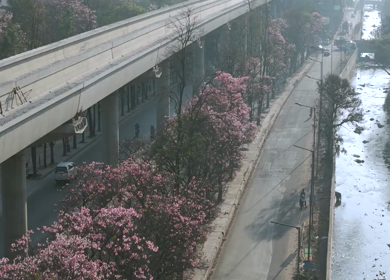 Aerial Slow Motion View of Metro Line and Road at Silk Board Junction with Pink Blossom Trees Bengaluru