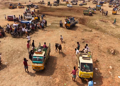 17th January 2026 : Aerial Slow Motion View of Participants Catching Bull at Siravayal Manjuvirattu Festival Tamil Nadu