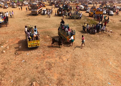 17th January 2026 : Aerial Slow Motion View of Participants Catching Bull at Siravayal Manjuvirattu Festival Tamil Nadu