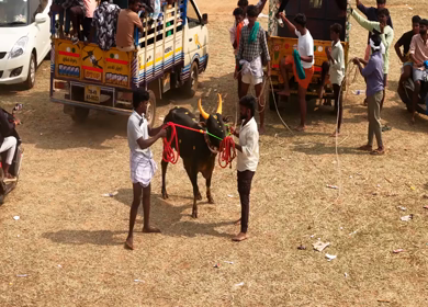 17th January 2026 : Aerial Slow Motion View of Participants Catching Bull at Siravayal Manjuvirattu Festival Tamil Nadu