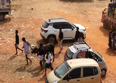 17th January 2026 : Aerial Slow Motion View of Participants Catching Bull at Siravayal Manjuvirattu Festival Tamil Nadu