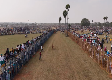 17th January 2026 : Aerial Slow Motion View of Participants Catching Bull at Siravayal Manjuvirattu Festival Tamil Nadu