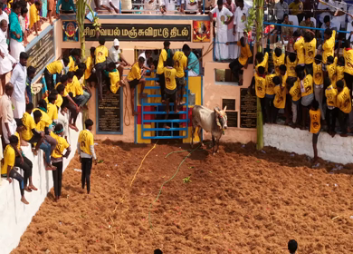 17th January 2026 : Aerial Slow motion View of Bull Release and Participants at Siravayal Manjuvirattu Festival Tamil Nadu