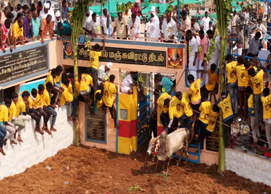 17th January 2026 : Aerial Slow motion View of Bull Release and Participants at Siravayal Manjuvirattu Festival Tamil Nadu