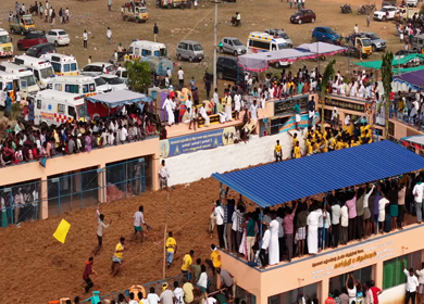 17th January 2026 : Aerial Slow motion View of Bull Release and Participants at Siravayal Manjuvirattu Festival Tamil Nadu
