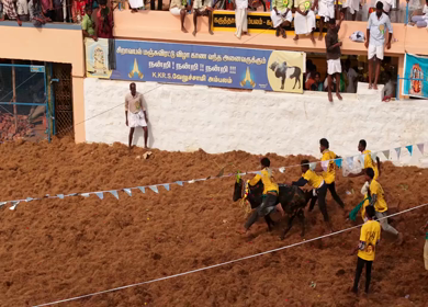 17th January 2026 : Aerial Slow motion View of Bull Release and Participants at Siravayal Manjuvirattu Festival Tamil Nadu