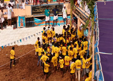 17th January 2026 : Aerial Slow motion View of Bull Release and Participants at Siravayal Manjuvirattu Festival Tamil Nadu