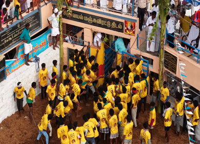 17th January 2026 : Aerial Slow motion View of Bull Release and Participants at Siravayal Manjuvirattu Festival Tamil Nadu