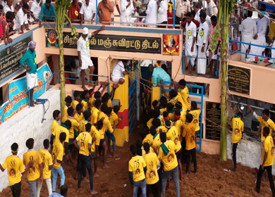 17th January 2026 : Aerial Slow motion View of Bull Release and Participants at Siravayal Manjuvirattu Festival Tamil Nadu
