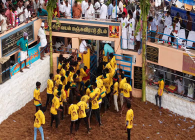 17th January 2026 : Aerial Slow motion View of Bull Release and Participants at Siravayal Manjuvirattu Festival Tamil Nadu