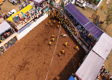 17th January 2026 : Aerial Slow motion View of Bull Release and Participants at Siravayal Manjuvirattu Festival Tamil Nadu