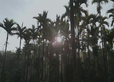 Aerial Sunrise Over Palm Tree Forest Sri Lanka