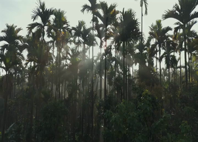 Aerial Sunrise Over Palm Tree Forest Sri Lanka