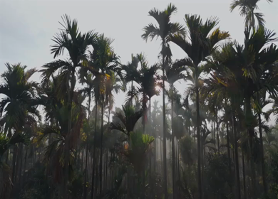 Aerial Sunrise Over Palm Tree Forest Sri Lanka