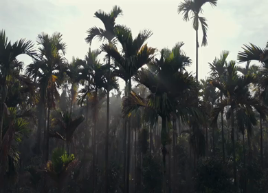 Aerial Sunrise Over Palm Tree Forest Sri Lanka
