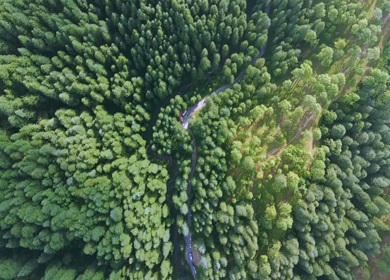 Aerial View of Almora Hills, Dense Forests and Terraced Fields in Uttarakhand