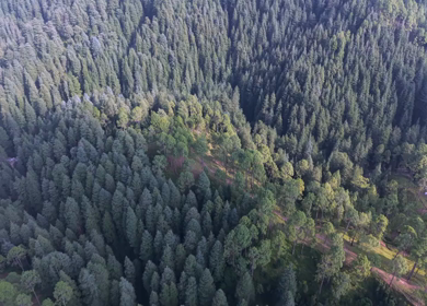 Aerial View of Almora Hills, Dense Forests and Terraced Fields in Uttarakhand