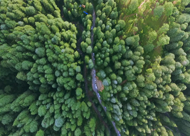 Aerial View of Almora Hills, Dense Forests and Terraced Fields in Uttarakhand