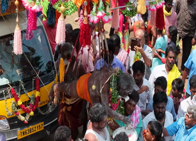 27th April 2026 : Aerial View of Devotee Performing Alagu Kuthu Ritual During Festival in Sivaganga India