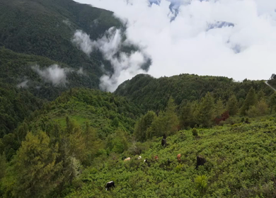 Aerial View of Cloud Covered Forested Hills at Mandala Top near Dirang Arunachal Pradesh India