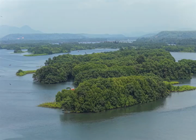 Aerial View of Honnavar Backwaters and Mangrove Islands Karnataka
