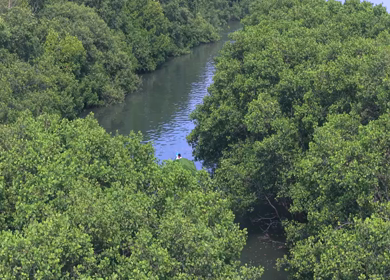 Aerial View of Honnavar Backwaters and Mangrove Islands Karnataka