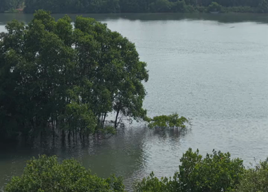 Aerial View of Honnavar Backwaters and Mangrove Islands Karnataka