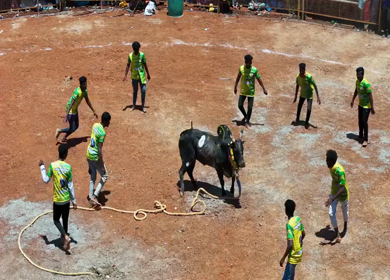 16th January 2026 : Aerial View of Jallikattu Event Traditional Tamil Bull Taming Sport Tamil Nadu India